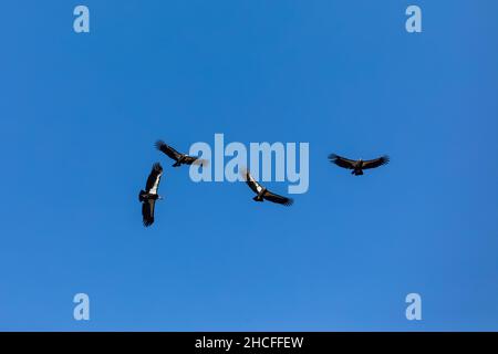 California Condor, Gymnogans californianus, surplombant les hauts sommets du parc national des Pinnacles, Californie, États-Unis Banque D'Images