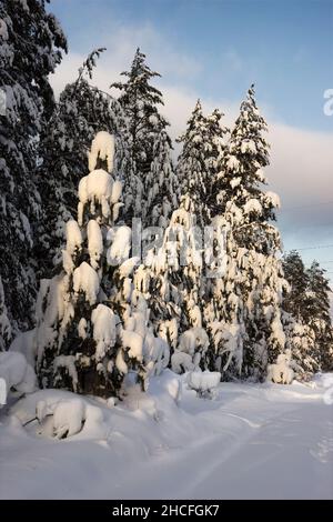 Les arbres se plient sous le poids de la neige après une forte chute de neige.Hiver.Russie Banque D'Images