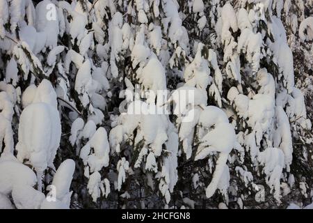 Un mur d'une forêt enneigée.Arrière-plan.Arbres sous le poids de la neige après une forte chute de neige Banque D'Images