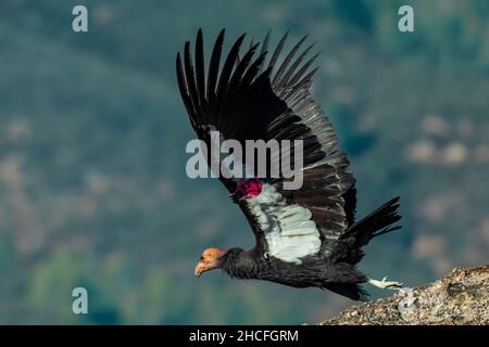 California Condor, Gymnogans californianus, #25 décollage d'un rocher dans le parc national des Hautes pics des Pinnacles, Californie, Etats-Unis Banque D'Images