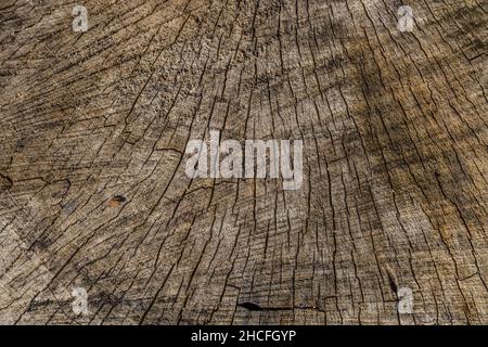 Une coupe de scie grossière d'un arbre vue partielle de dessus de gros plan montrant des fissures et des fissures avec quelques petits trous et des marques de scie textures et fonds Banque D'Images