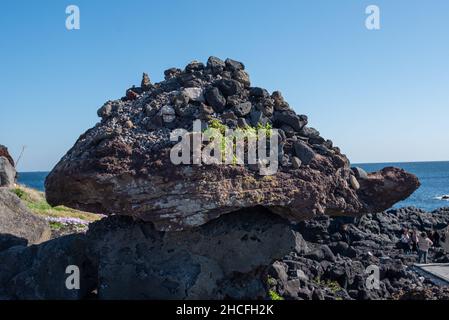 Formation rocheuse en forme de tortue sur la côte Seopjikoji de l'île de Jeju Banque D'Images