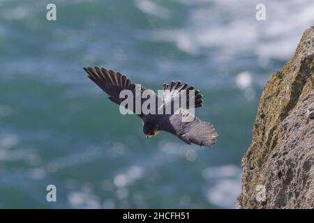 Le faucon pèlerin, aussi connu sous le nom de faucon pèlerin, et historiquement sous le nom de faucon de canard en Amérique du Nord, est un oiseau de proie. Banque D'Images