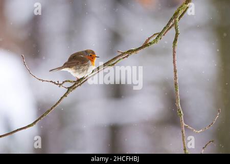 Oiseau de robin européen (erithacus Rubecula) assis sur une branche en hiver avec la neige tombant Banque D'Images