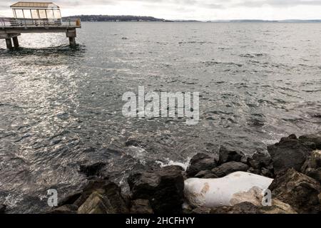 Seattle, États-Unis.23 décembre 2021 : un lion de mer mort dans le parc Myrtle Edwards. Banque D'Images