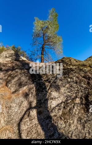 PIN gris, Pinus sabiniana, dans le parc national des Pinnacles, Californie, États-Unis Banque D'Images