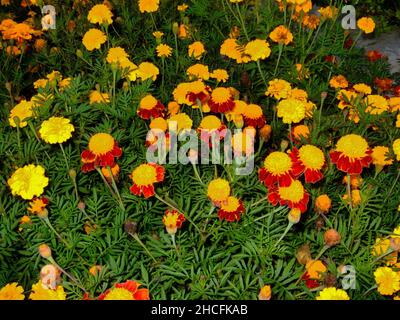 Un lit de fleurs aux fleurs vives de marigolds et de calendula plein cadre Banque D'Images