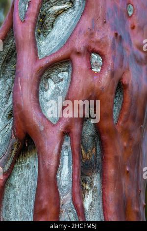 Grand Manzanita berried, Manzanita glauca, écorce avec des veines vivantes sinueuses sur le bois mort dans le parc national de Pinnacles chaparral, Californie, États-Unis Banque D'Images