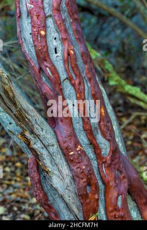 Grand Manzanita berried, Manzanita glauca, écorce avec des veines vivantes sinueuses sur le bois mort dans le parc national de Pinnacles chaparral, Californie, États-Unis Banque D'Images