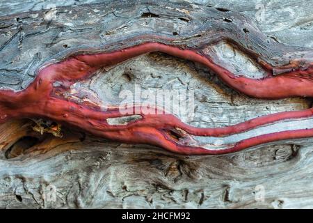 Manzanita, Manzanita glauca, dans le parc national des pinnacles, Californie, Etats-Unis Banque D'Images