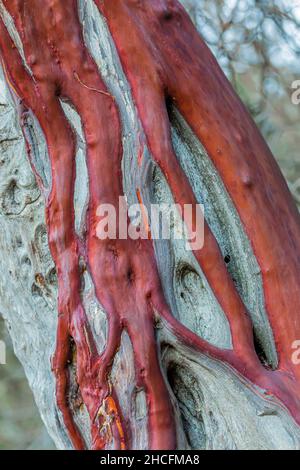 Grand Manzanita berried, Manzanita glauca, écorce avec des veines vivantes sinueuses sur le bois mort dans le parc national de Pinnacles chaparral, Californie, États-Unis Banque D'Images