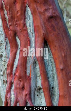 Grand Manzanita berried, Manzanita glauca, écorce avec des veines vivantes sinueuses sur le bois mort dans le parc national de Pinnacles chaparral, Californie, États-Unis Banque D'Images