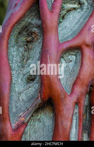 Grand Manzanita berried, Manzanita glauca, écorce avec des veines vivantes sinueuses sur le bois mort dans le parc national de Pinnacles chaparral, Californie, États-Unis Banque D'Images