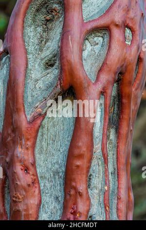 Grand Manzanita berried, Manzanita glauca, écorce avec des veines vivantes sinueuses sur le bois mort dans le parc national de Pinnacles chaparral, Californie, États-Unis Banque D'Images