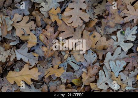 Valley Oak, Quercus lobata, feuilles mortes en décembre, parc national des Pinnacles, Californie, États-Unis Banque D'Images