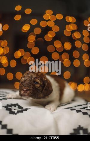 Photo verticale d'un adorable chiot Labradoodle allongé sur une couverture isolée sur un fond de bokeh Banque D'Images