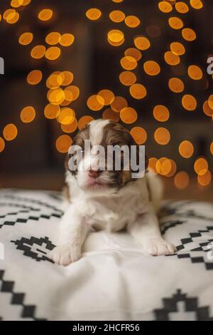 Photo verticale d'un adorable chiot Labradoodle allongé sur une couverture isolée sur un fond de bokeh Banque D'Images