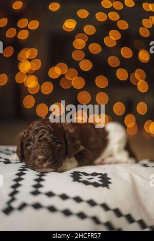 Photo verticale d'un adorable chiot Labradoodle allongé sur une couverture isolée sur un fond de bokeh Banque D'Images