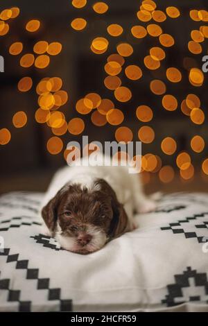 Photo verticale d'un adorable chiot Labradoodle allongé sur une couverture isolée sur un fond de bokeh Banque D'Images
