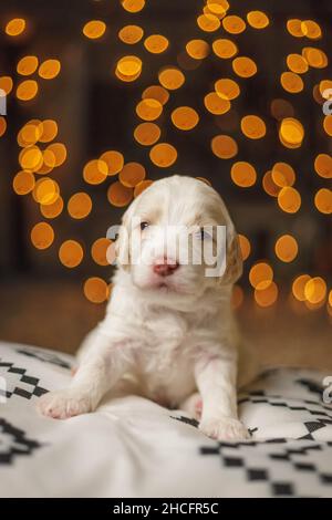 Photo verticale d'un adorable chiot Labradoodle allongé sur une couverture isolée sur un fond de bokeh Banque D'Images