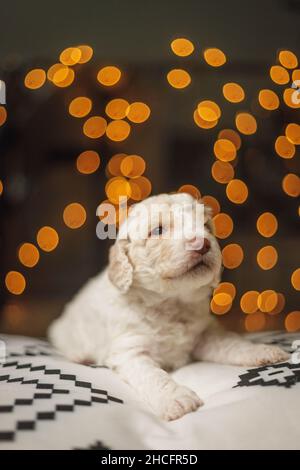 Photo verticale d'un adorable chiot Labradoodle allongé sur une couverture isolée sur un fond de bokeh Banque D'Images