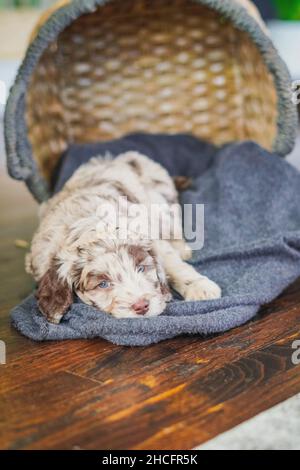 Photo verticale d'un adorable chiot Labradoodle lyingon une couverture dans un panier de paille à l'extérieur Banque D'Images