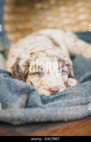 Photo verticale d'un adorable chiot Labradoodle avec les yeux bleus sur une couverture Banque D'Images