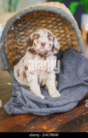 Photo verticale d'un adorable chiot Labradoodle sur une couverture dans un panier en paille à l'extérieur Banque D'Images