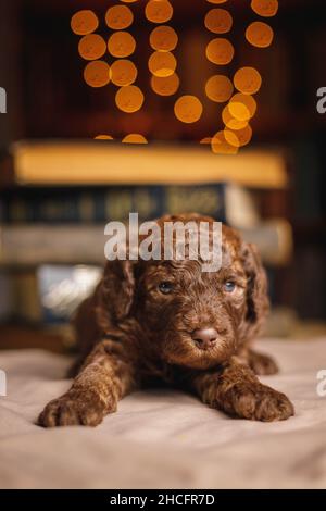 Photo verticale d'un adorable adorable chiot brun Labradoodle allongé sur une couverture à la maison Banque D'Images