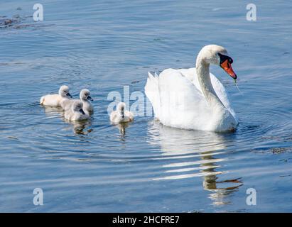 Muet le parent de cygne (Cygnus olor) avec de jeunes cygètes sur de l'eau calme.Copier l'espace. Banque D'Images