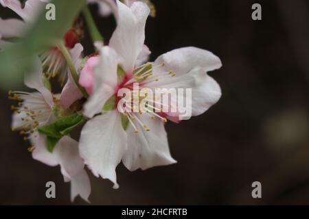 Photo avec mise au point peu profonde d'une plante des fleurs d'Almond avec un arrière-plan flou par temps ensoleillé Banque D'Images