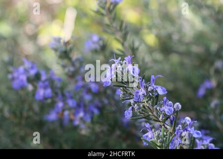 Photo sélective de l'usine de romarin dans le jardin avec un arrière-plan flou par temps ensoleillé Banque D'Images