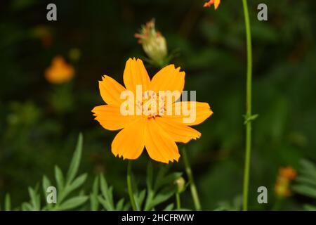 Une fleur de cosmos jaune dans un jardin à Trinidad. Banque D'Images