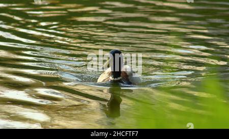 Un canard colvert flottant dans le lac dans son habitat naturel au printemps Banque D'Images