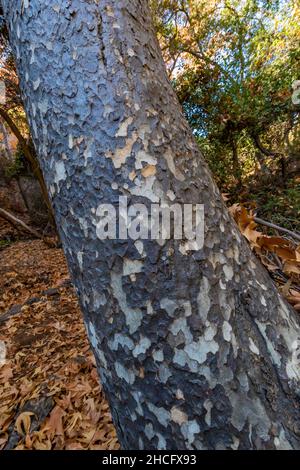 WESTERN Sycamore, Platanus racemosa, le long du parc national des Pinnacles de Bear Creek, Californie, États-Unis Banque D'Images