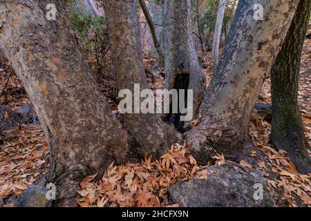 WESTERN Sycamore, Platanus racemosa, le long du parc national des Pinnacles de Bear Creek, Californie, États-Unis Banque D'Images