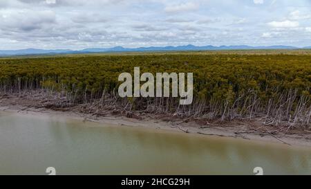 Une forêt d'arbres tolérants à l'eau salée bordant une rive de ruisseau marémotrice dont certains ont été abattus au premier plan Banque D'Images