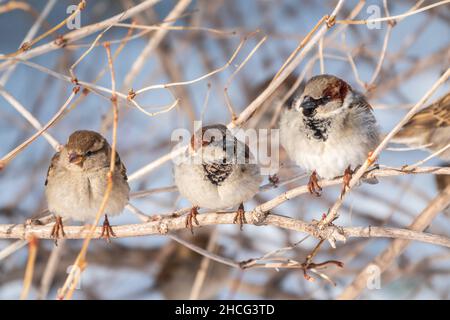 Trois Sparrows sont assis sur une branche sans feuilles.Scinde sur une branche en automne ou en hiver Banque D'Images