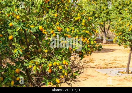 Un verger avec des kumquat arbres avec des fruits mûrs sur les branches.Israël Banque D'Images