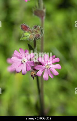 Campion rouge (Silene dioica).Fleurs mâles ayant des étamines.Unisexuel.Plante poilue. Banque D'Images