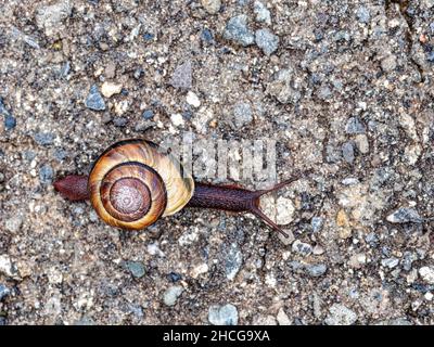 Vue rapprochée d'un escargot glissant sur une route Banque D'Images