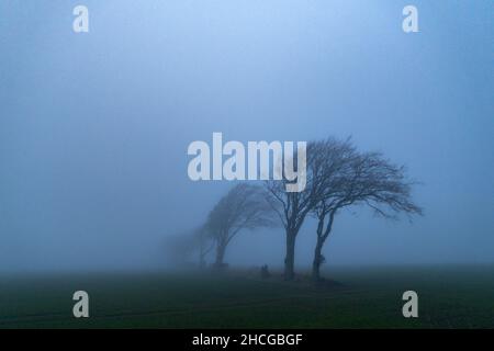 Une ligne d'arbres couverte de brouillard le soir Banque D'Images