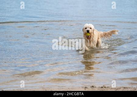 Le chien de Labradoodle s'écoule de l'eau avec une balle jaune dans sa bouche.Le chien blanc curly a un paw au-dessus de l'eau.Des gouttelettes d'eau s'échappent de son bec Banque D'Images