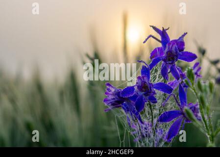 Fleurs bleues le matin rosée sur le fond du soleil dans le brouillard. Banque D'Images