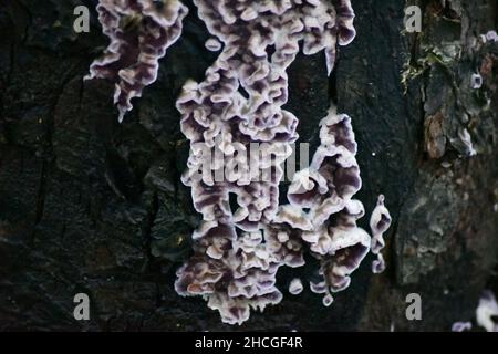 Trichaptum biforme, Polypore à denture violette, champignon sur le tronc d'un vieux pommier mort Banque D'Images