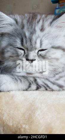 Un adorable chaton persan dort à la maison Banque D'Images