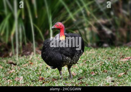 Australie Bushturkey ou Scrub Turkey dans la forêt côtière. Banque D'Images