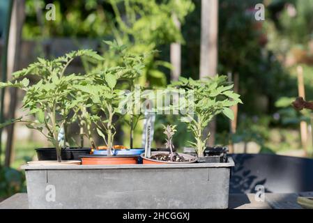 Jeunes plants de tomates de différents types, ayant grandi à partir de semences maintenant dans des pots individuels prêts à planter à Sydney, en Australie Banque D'Images