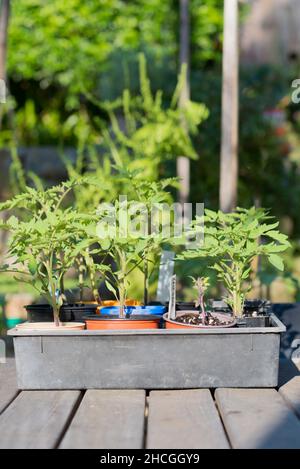 Jeunes plants de tomates de différents types, ayant grandi à partir de semences maintenant dans des pots individuels prêts à planter à Sydney, en Australie Banque D'Images