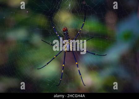 Vue de dessous d'une belle araignée de Web d'Orbe doré (Nephila Pilipes) Banque D'Images